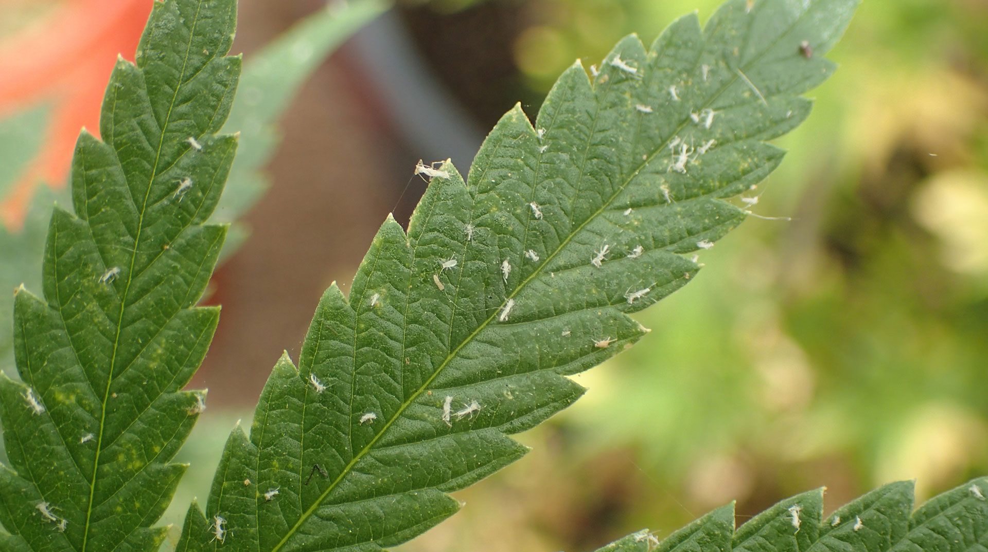 Aphids on Cannabis Plants