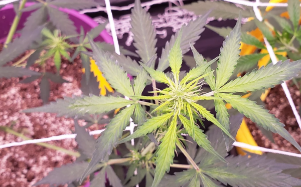 Iron Deficiency in Cannabis Plants - Mr. Grow It