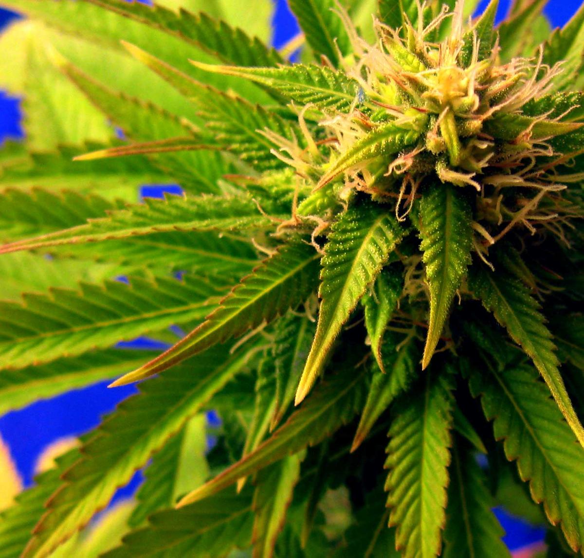 Molybdenum Deficiency in Cannabis Plants