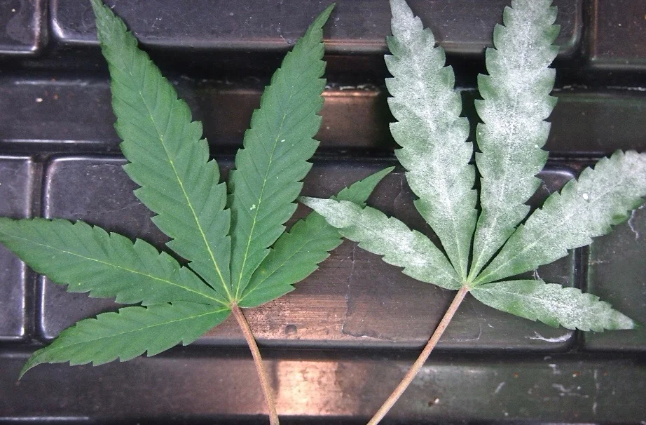 Powdery Mildew on Cannabis Plants