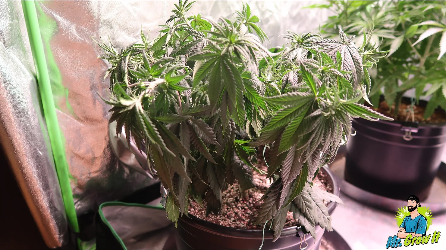 Under-Watering Cannabis Plants