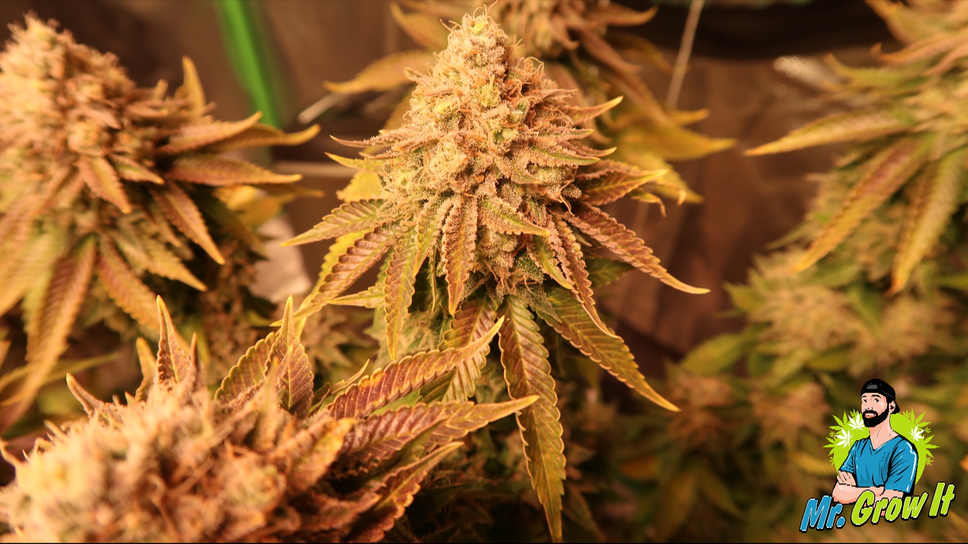 Best Light Cycle For Growing Cannabis! Mr. Grow It