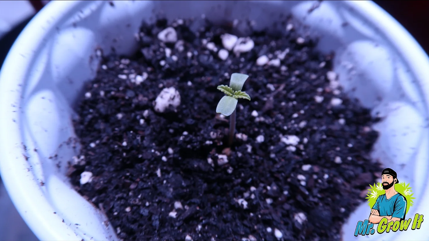 Growing Cannabis In Soil vs Hydroponics!