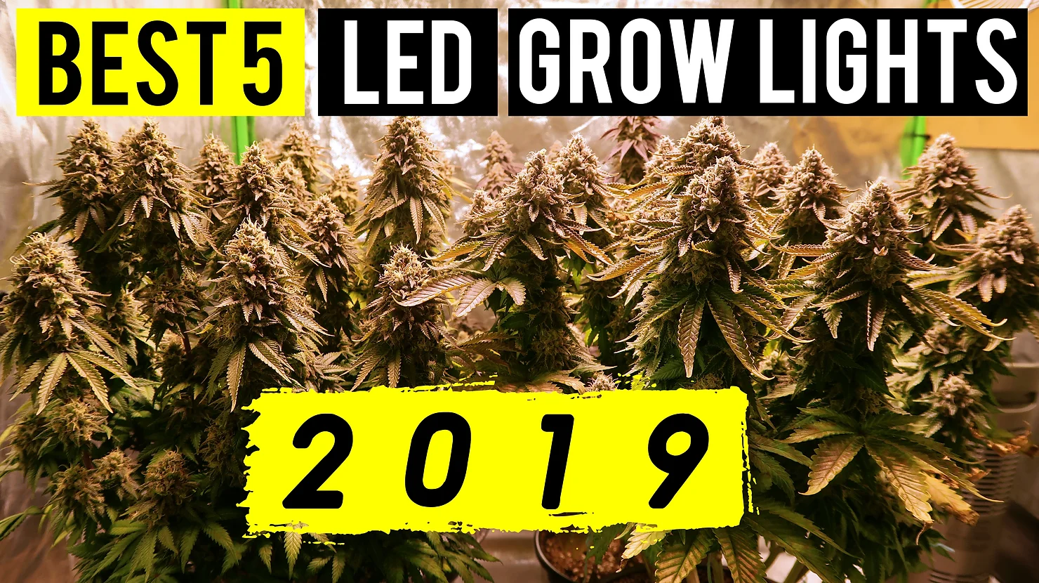 Best 5 LED Grow Lights 2019 | 5×5 Coverage Area