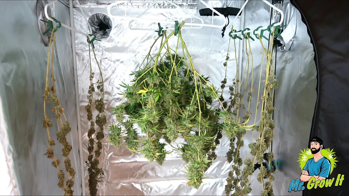 How To Dry and Cure Cannabis Plants!