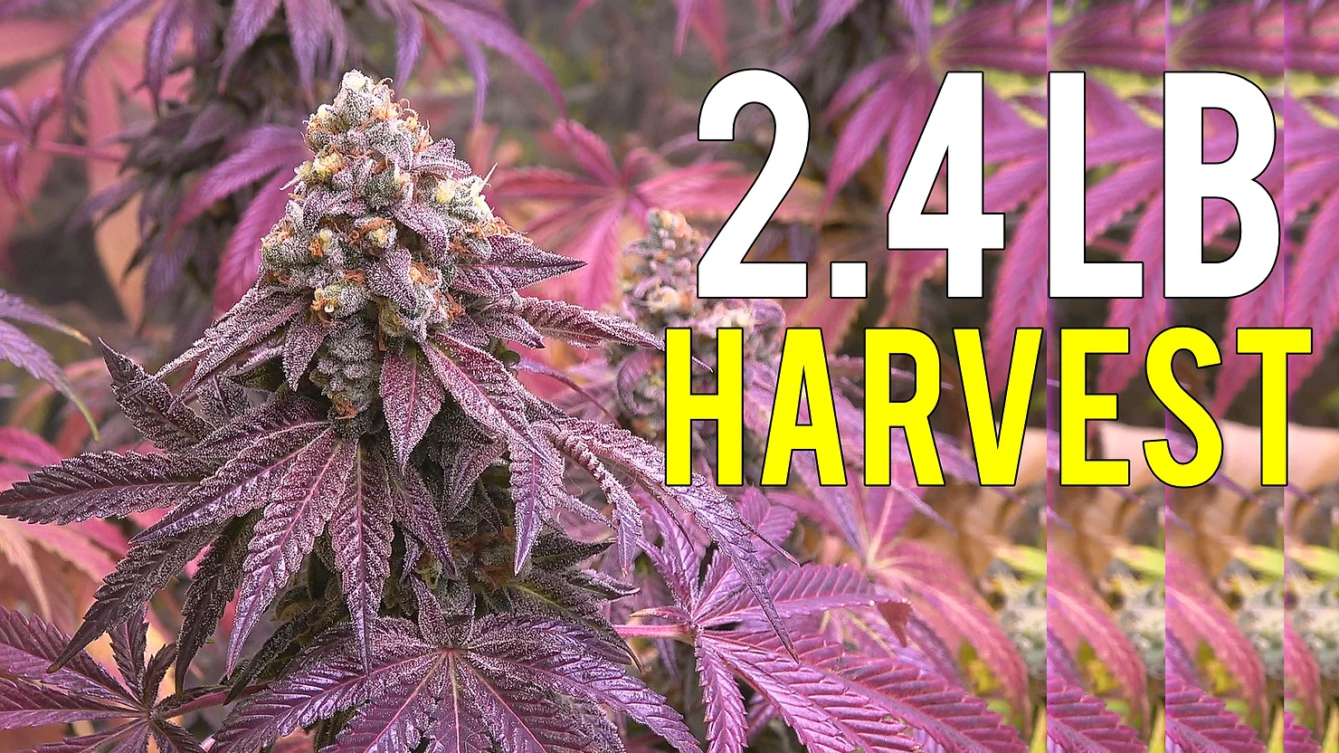 2.4 LB Cannabis Harvest Growing Indoors