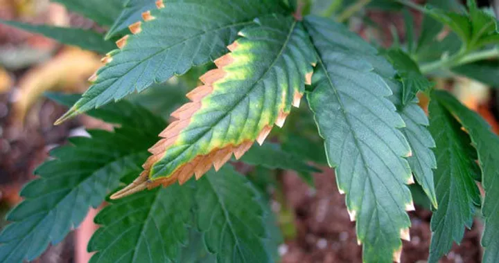 Potassium Deficiency in Cannabis Plants