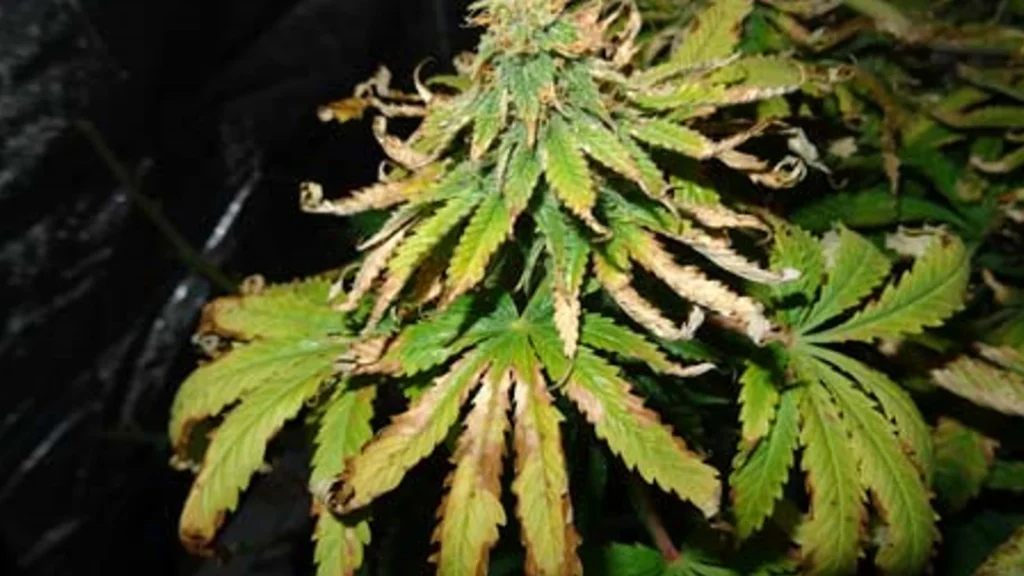 Light Burn & Light Stress in Cannabis Plants – Mr. Grow It
