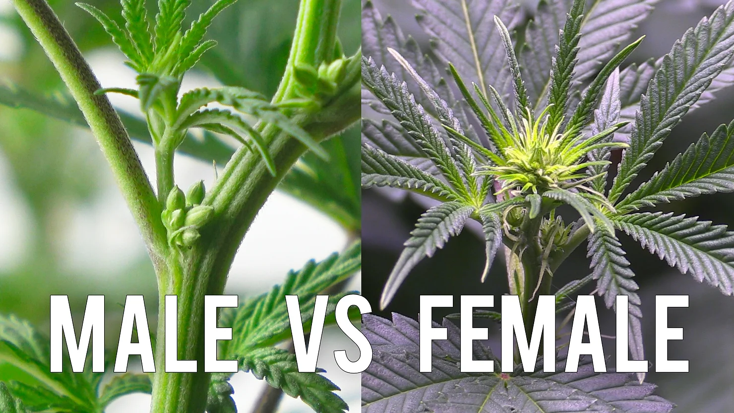 Sexing Your Cannabis Plant! – Male vs Female
