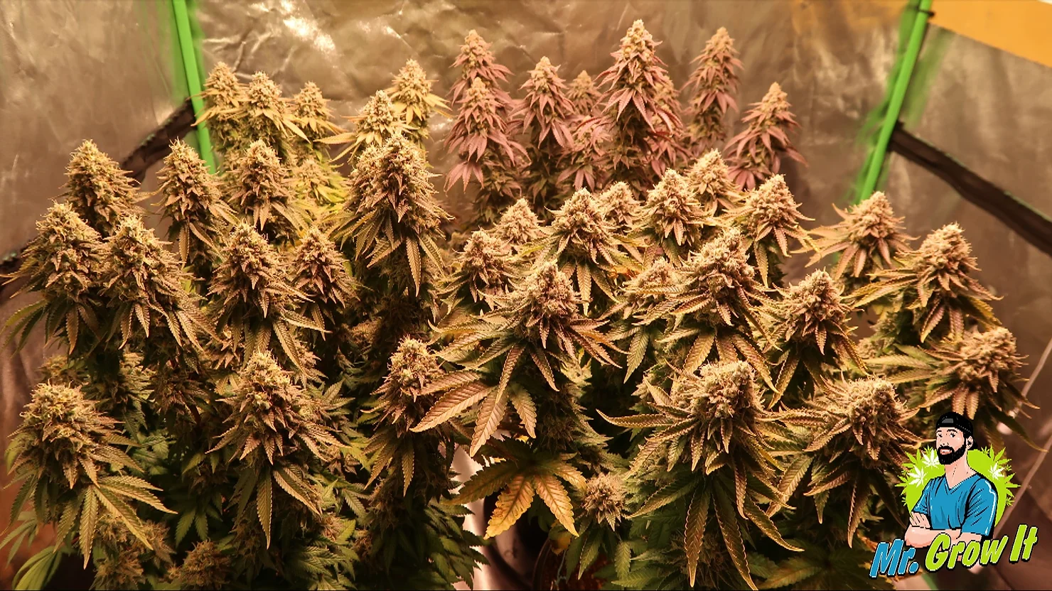 Best Light Cycle For Growing Cannabis!