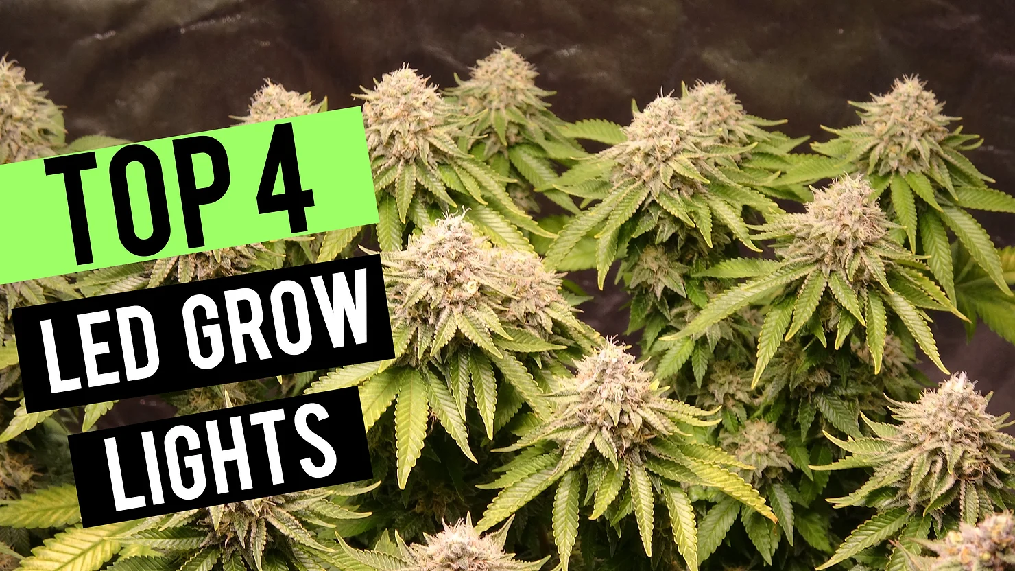 Top 4 LED Grow Lights 2019 | 2×2 Coverage Area