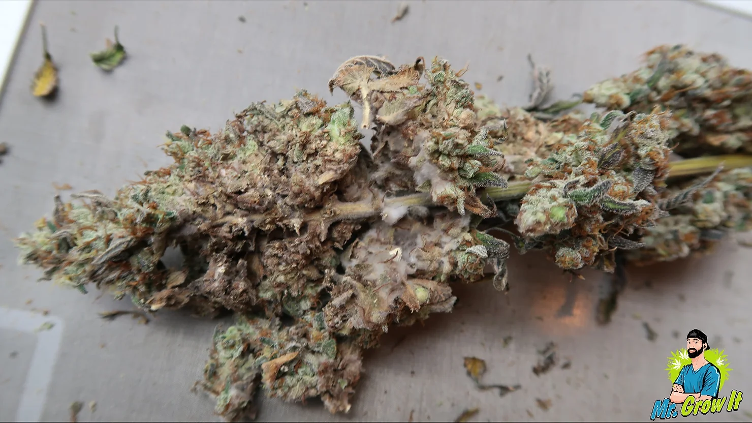 Bud Rot in Cannabis Plants