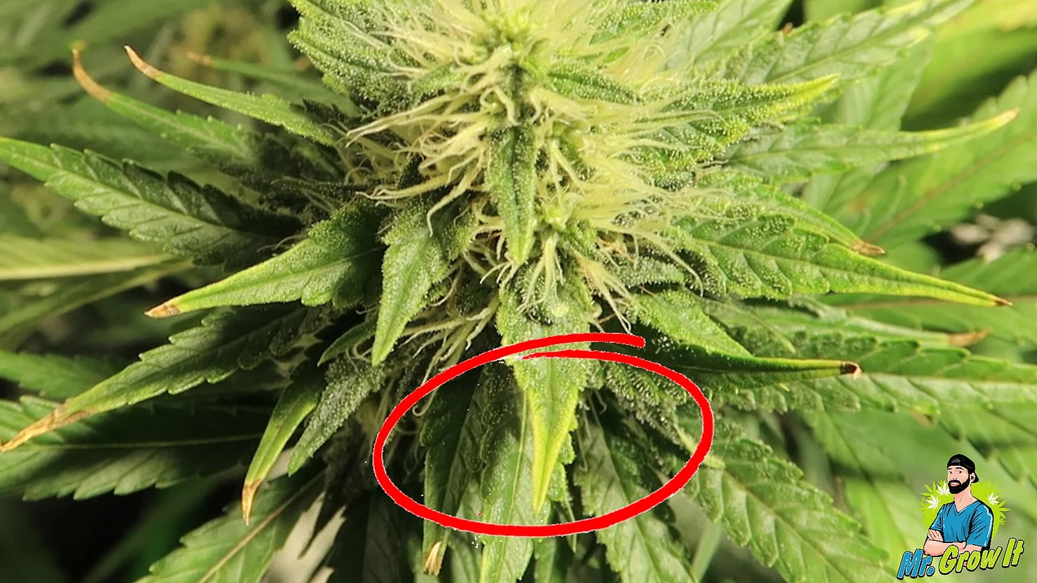 Copper Deficiency in Cannabis Plants