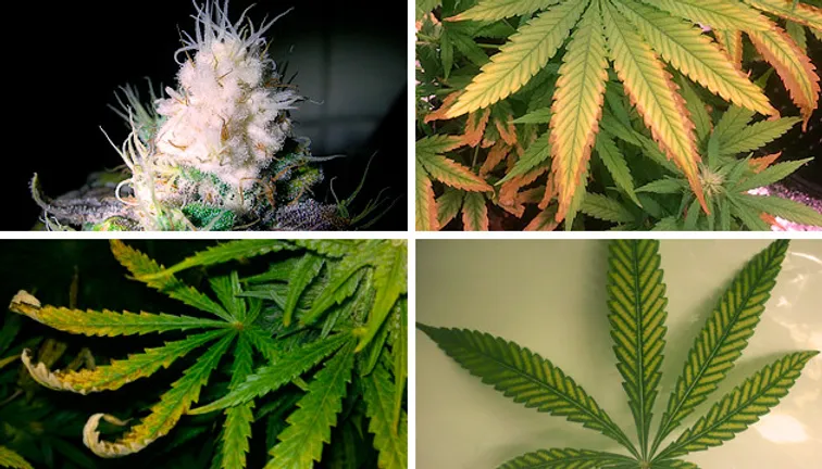 Light Burn & Light Stress in Cannabis Plants