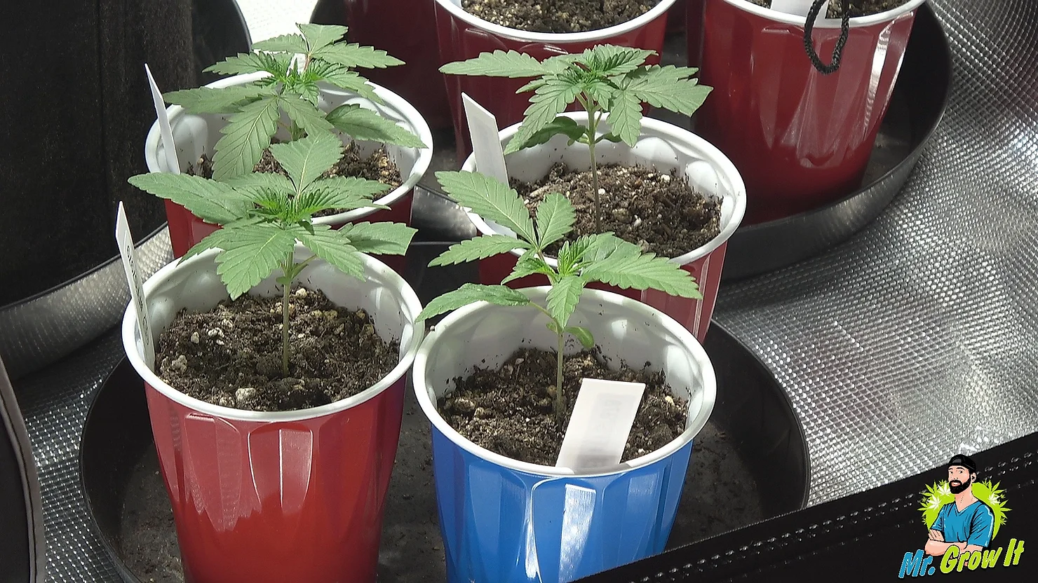 Avoid These Mistakes When Growing Cannabis In Soil…
