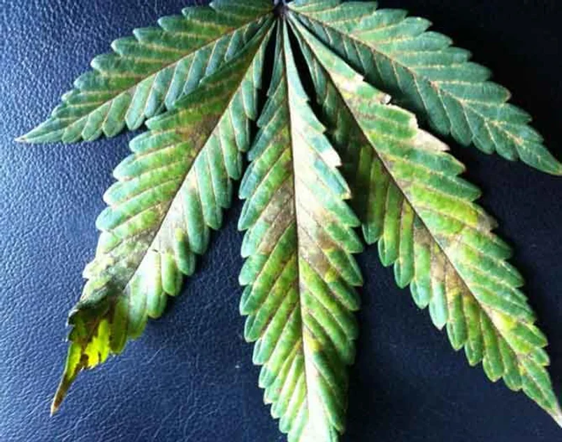 Phosphorus Deficiency in Cannabis Plants