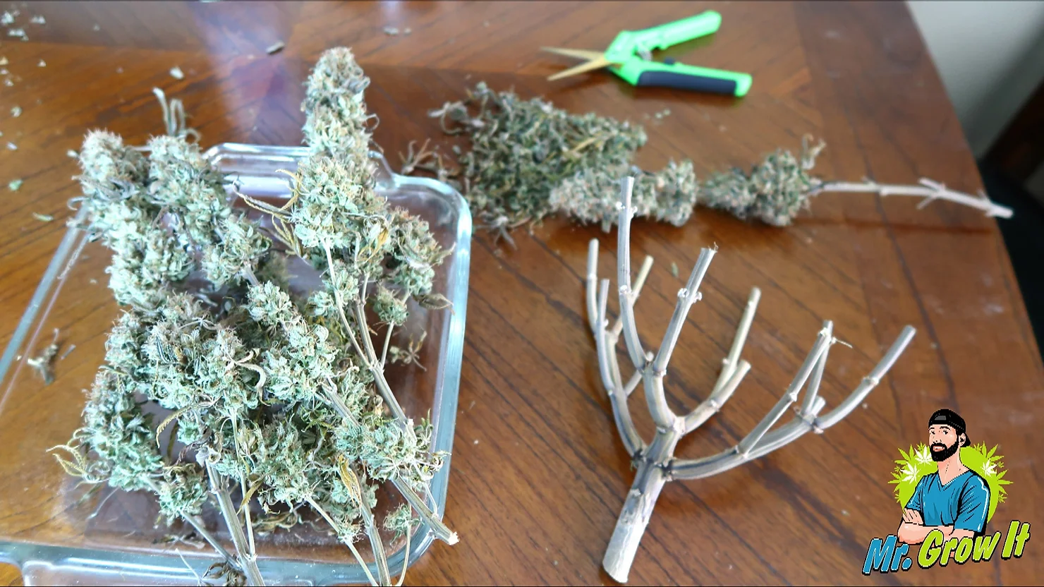 How To Trim Cannabis Plants!