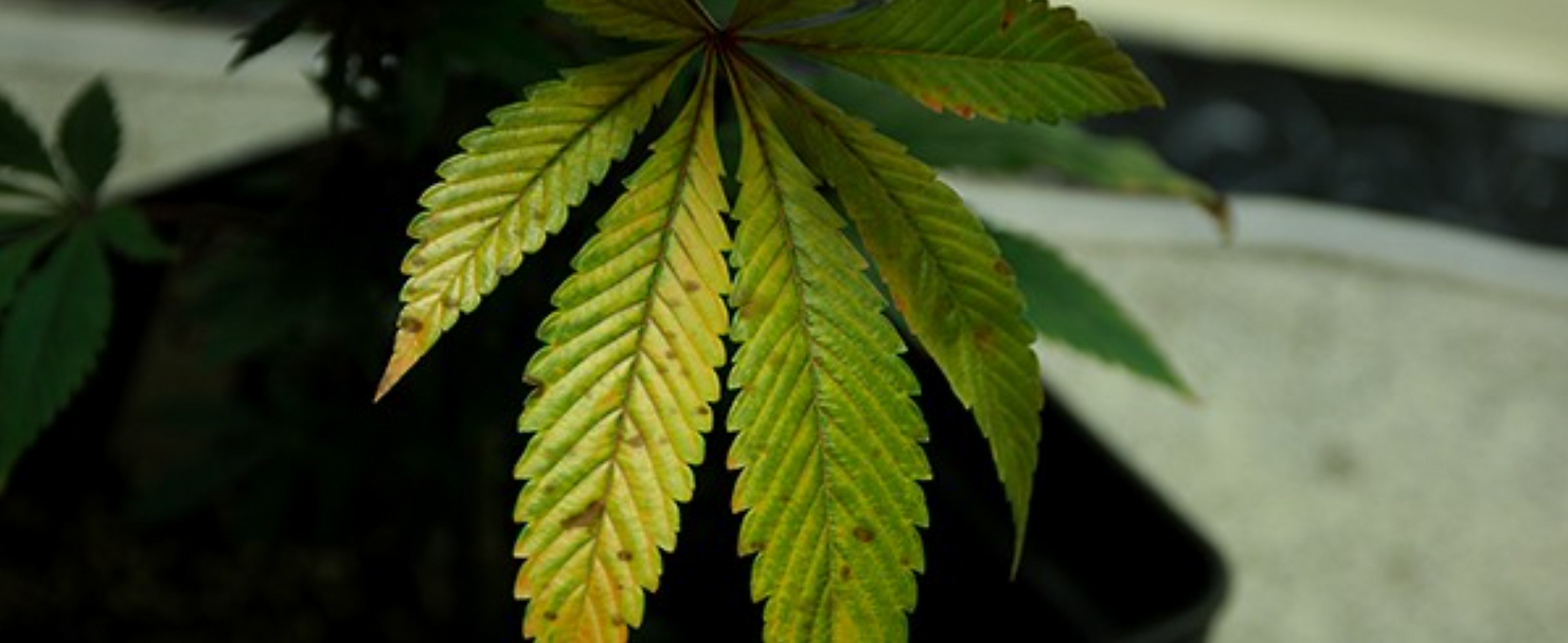 Manganese Deficiency in Cannabis Plants