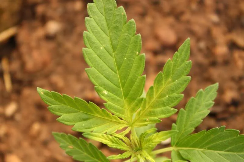 Iron Deficiency in Cannabis Plants