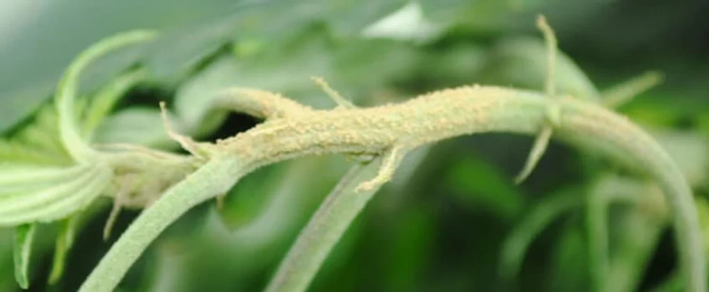 Russet Mites on Cannabis Plants