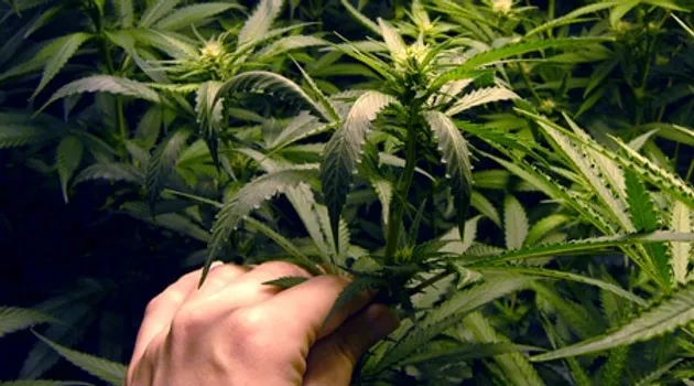 Wind Burn on Cannabis Plants