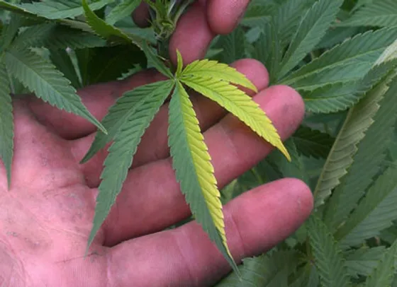 Polyploid Cannabis Plants & Other Mutant Cannabis Plants