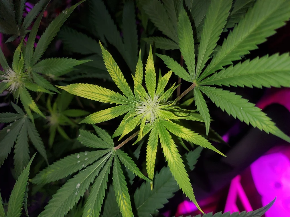 Zinc Deficiency in Cannabis Plants