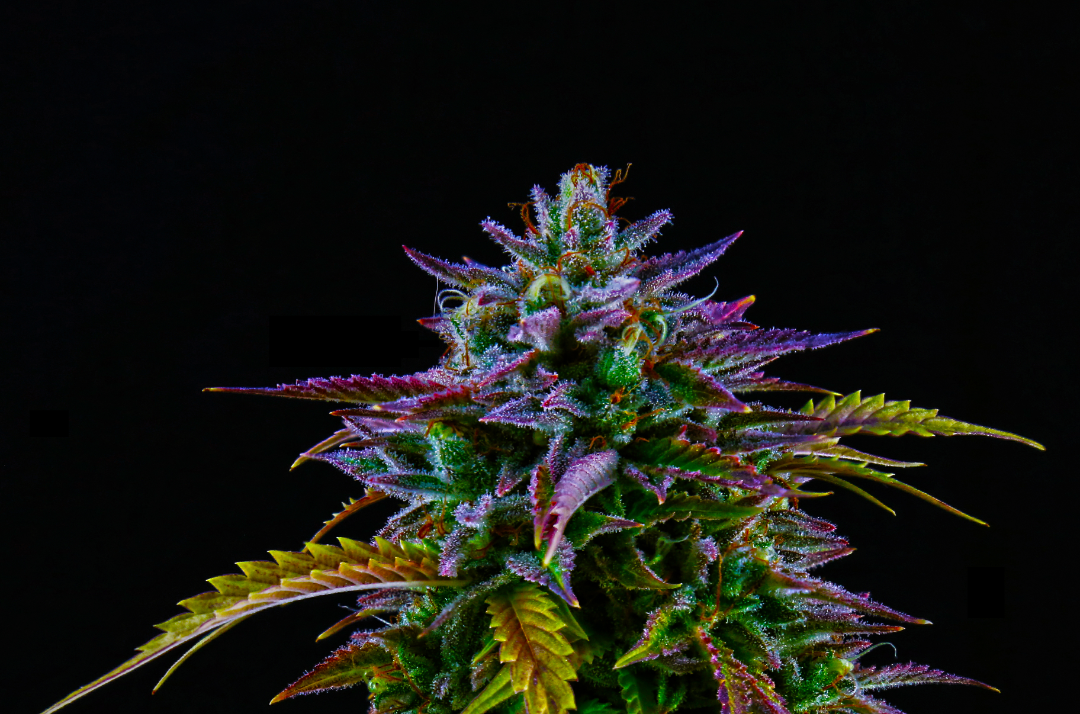 Cannabis Flowering Stage: Week-By-Week