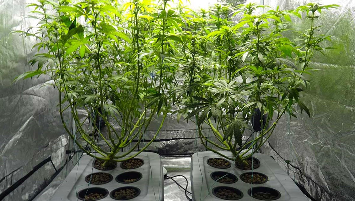 How to Defoliate Cannabis Plants