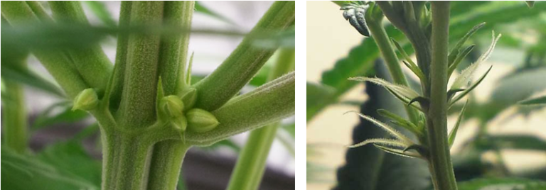 Cannabis Flowering Stage: Week-By-Week - Mr. Grow It