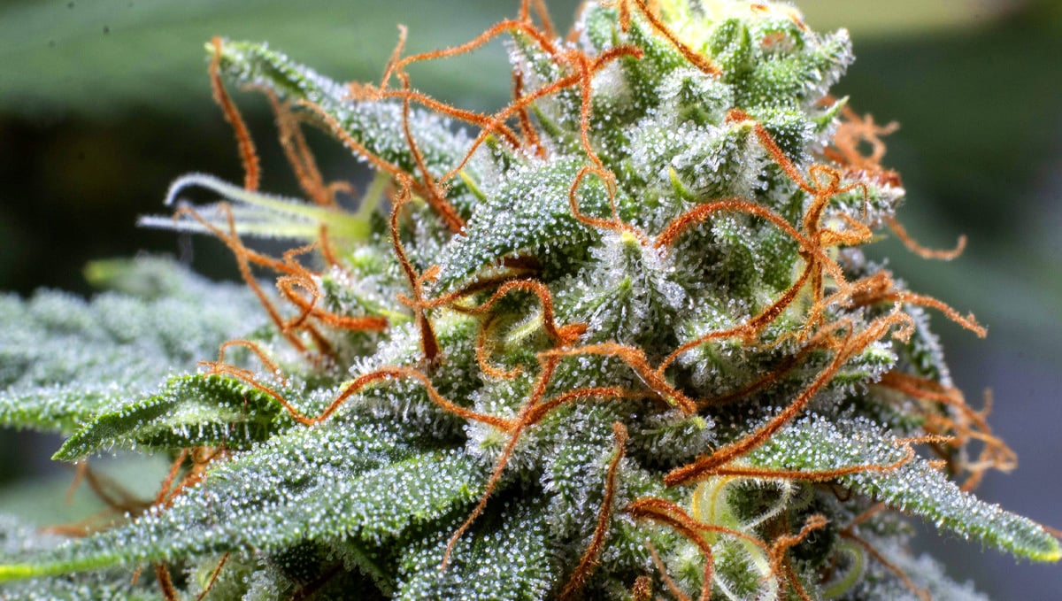 How to Increase Trichome Production on Cannabis Plants