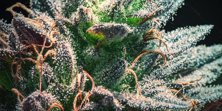 How to Grow Dense Buds on Cannabis Plants