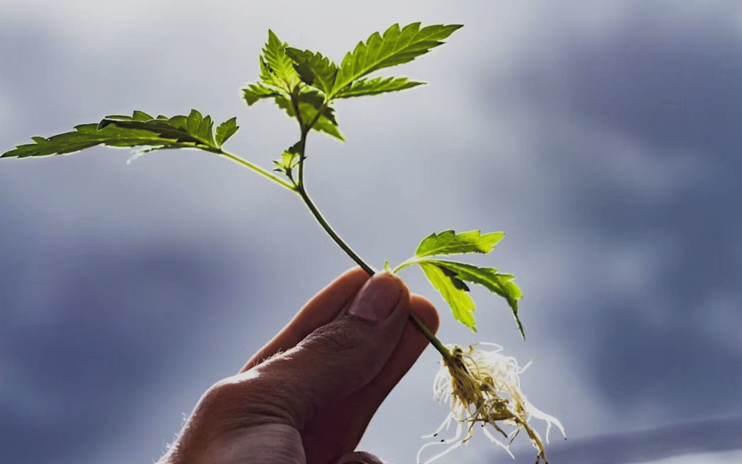 How To Clone Cannabis Plants