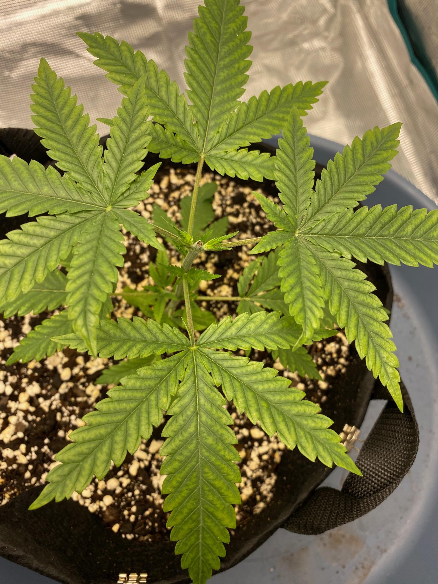 Darker Color with interveinal chlorosis?