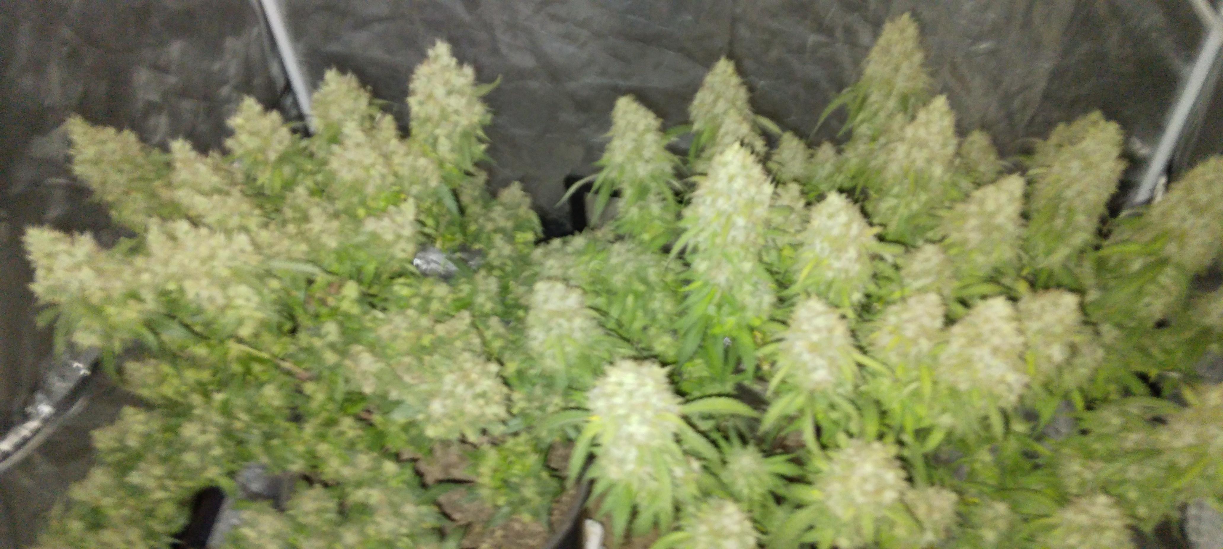 From bag seed My old mans stash RIB Dad #Myacgrow 