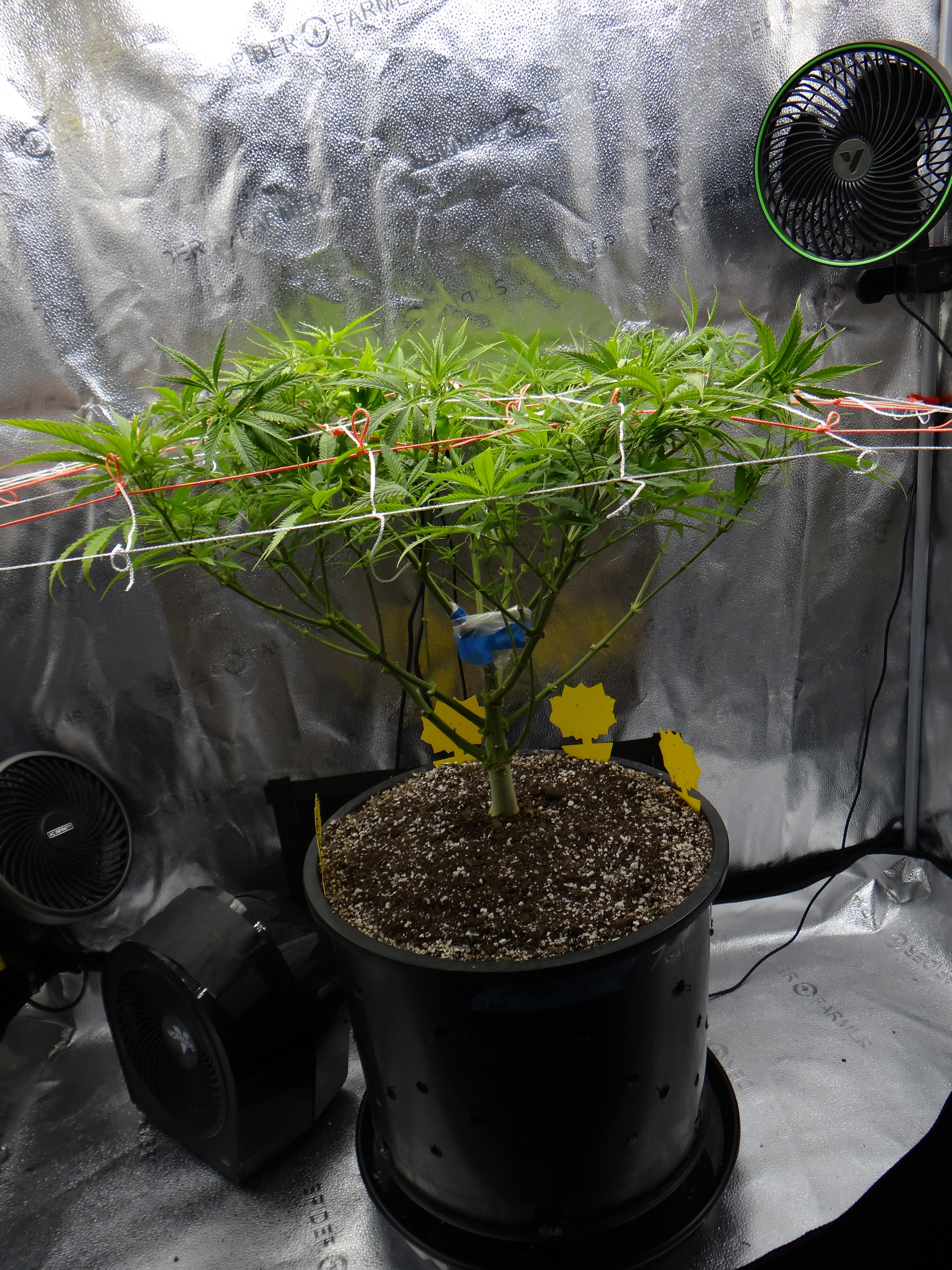 Orange Bud trimmed up. You can see the trunk repair now