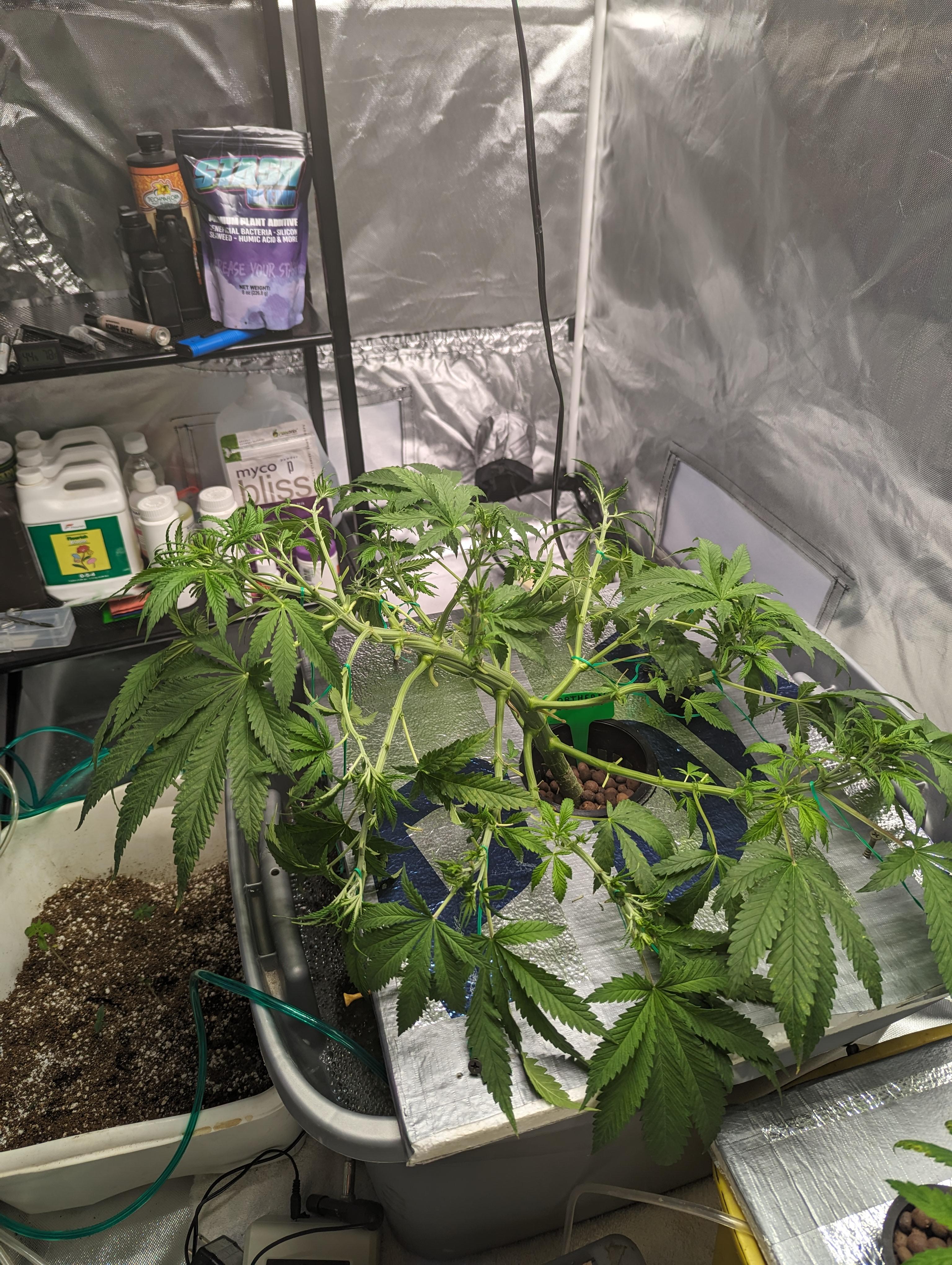 thumbnail image 2 of Stash Blend 60g Organic Plant Additive – Kelp, Silica & Corn-Steep For Vigorous Growth 2 of 5