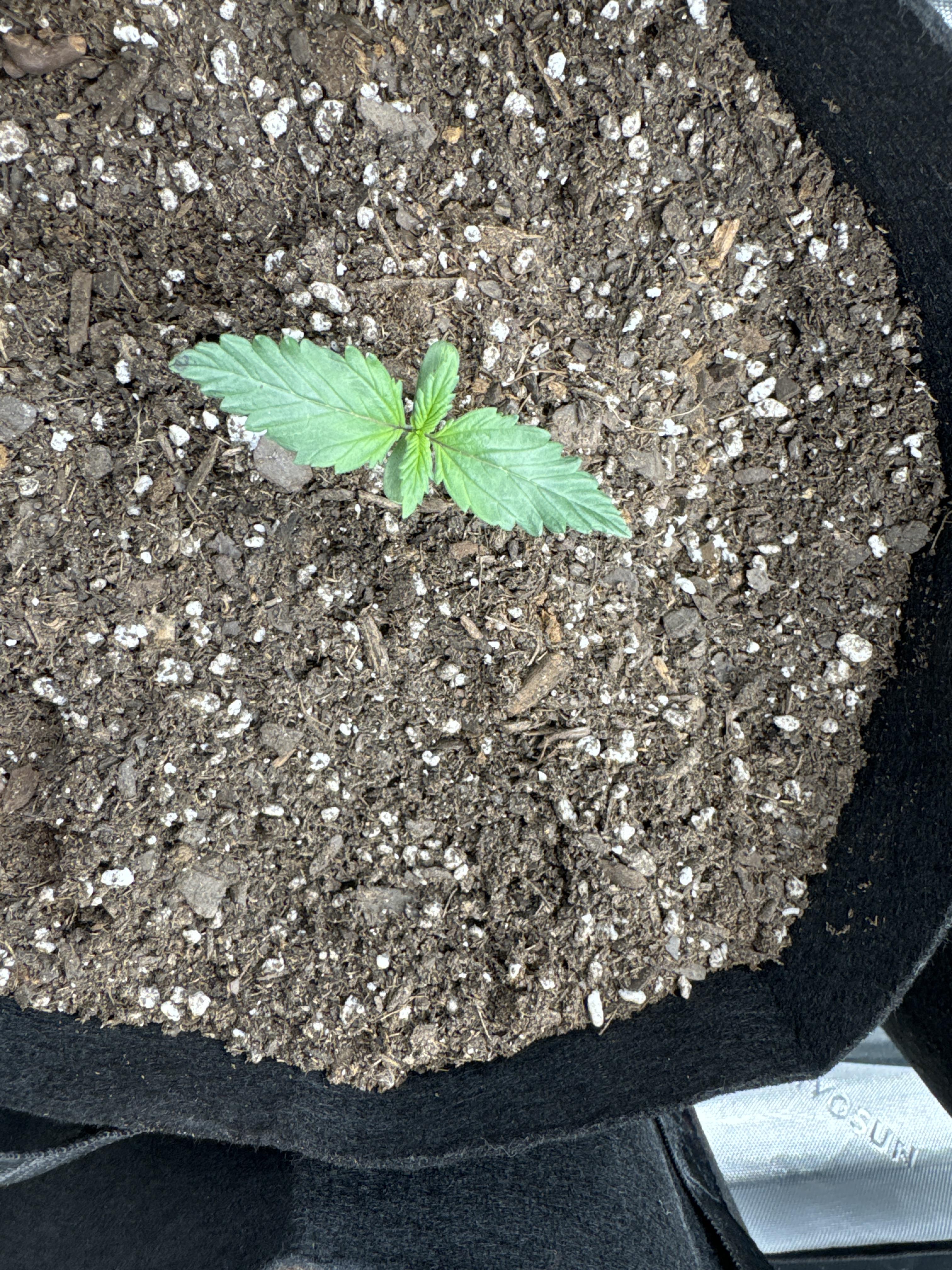 Watermelon planted 1/5/24
