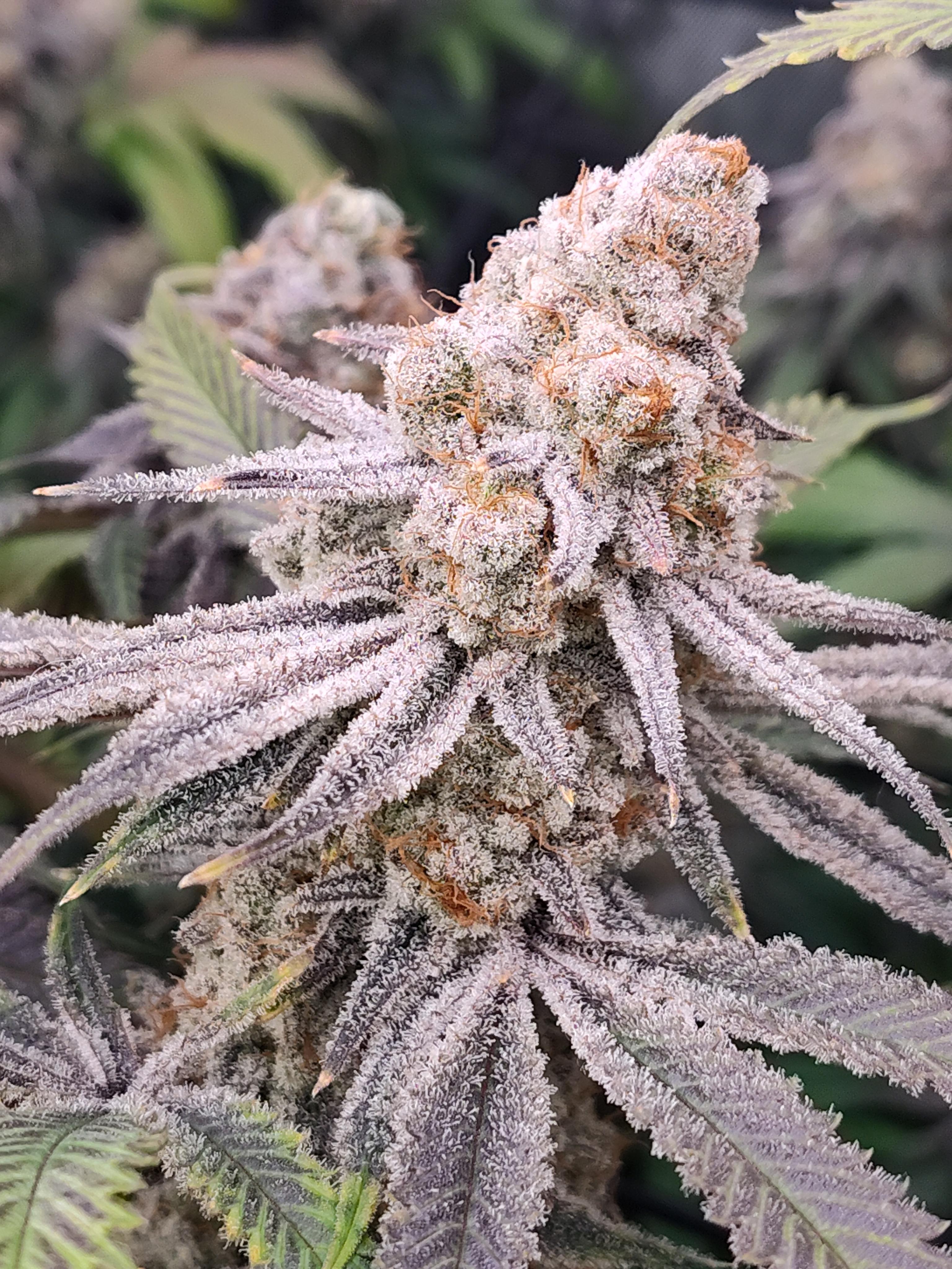 Banger House Genetics 🧬 slips everything is tested and farm bill compliant.