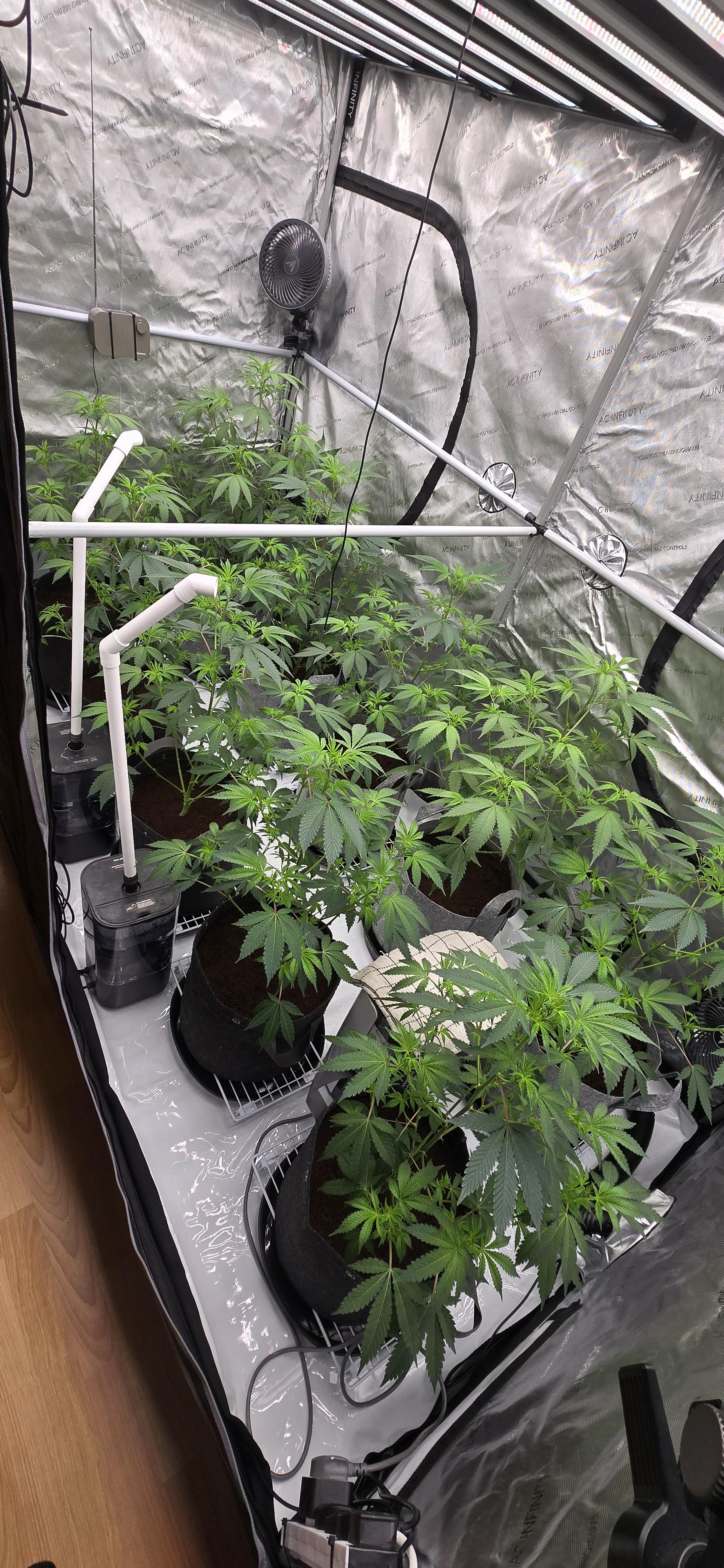 Mr grow it love the talk shows and podcasts found some very useful information so big thank you on that. Here's a little peak at what I got going on 8x4 10 pot kritical kush just going into week 1 of flower