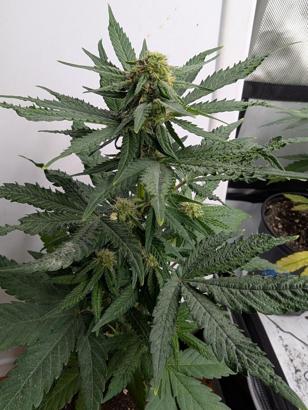 f4 2