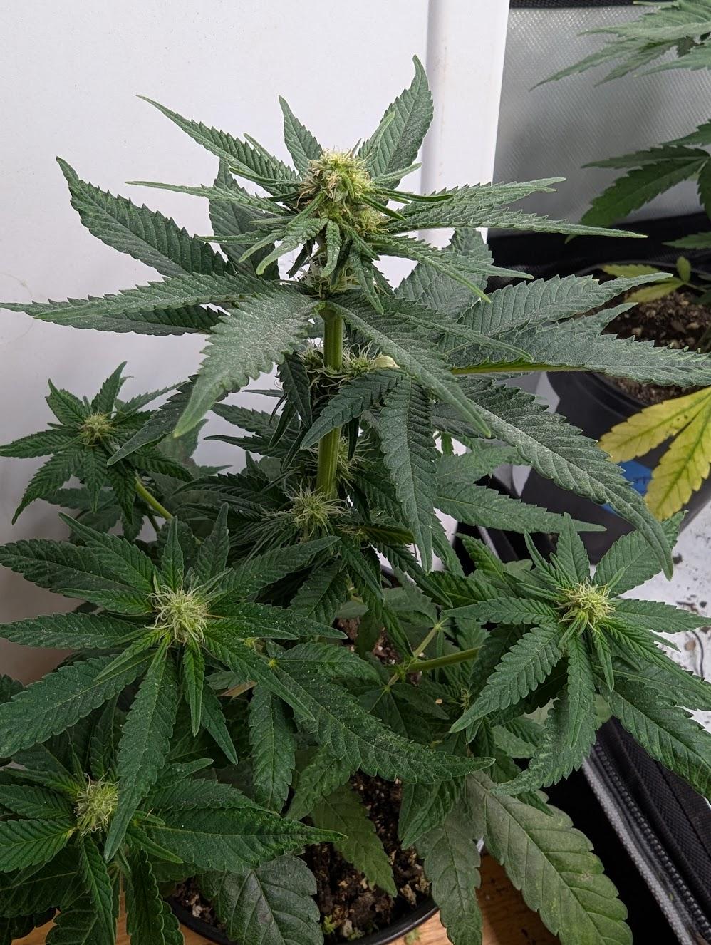 f4 1