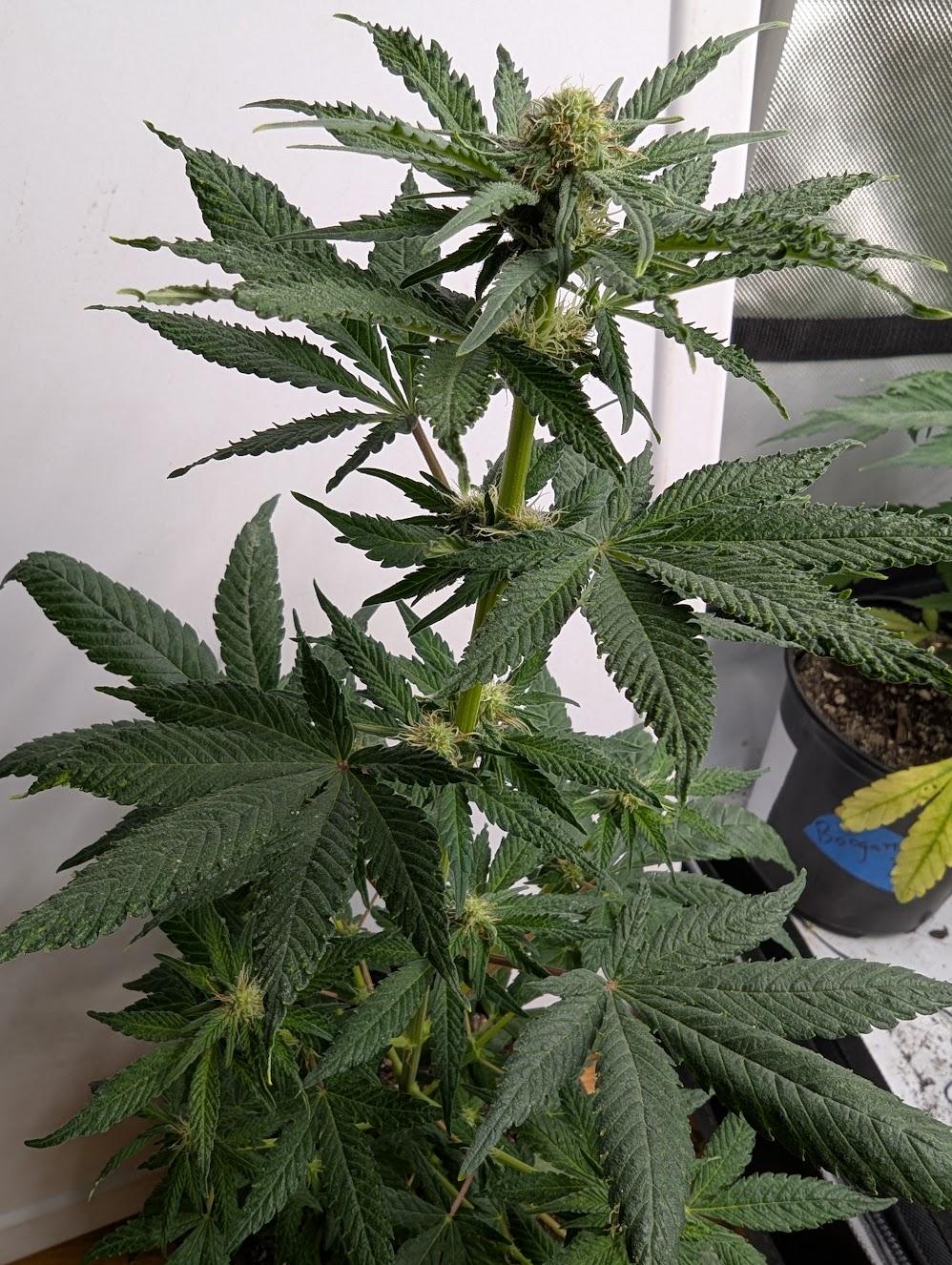 f3 1 (female)