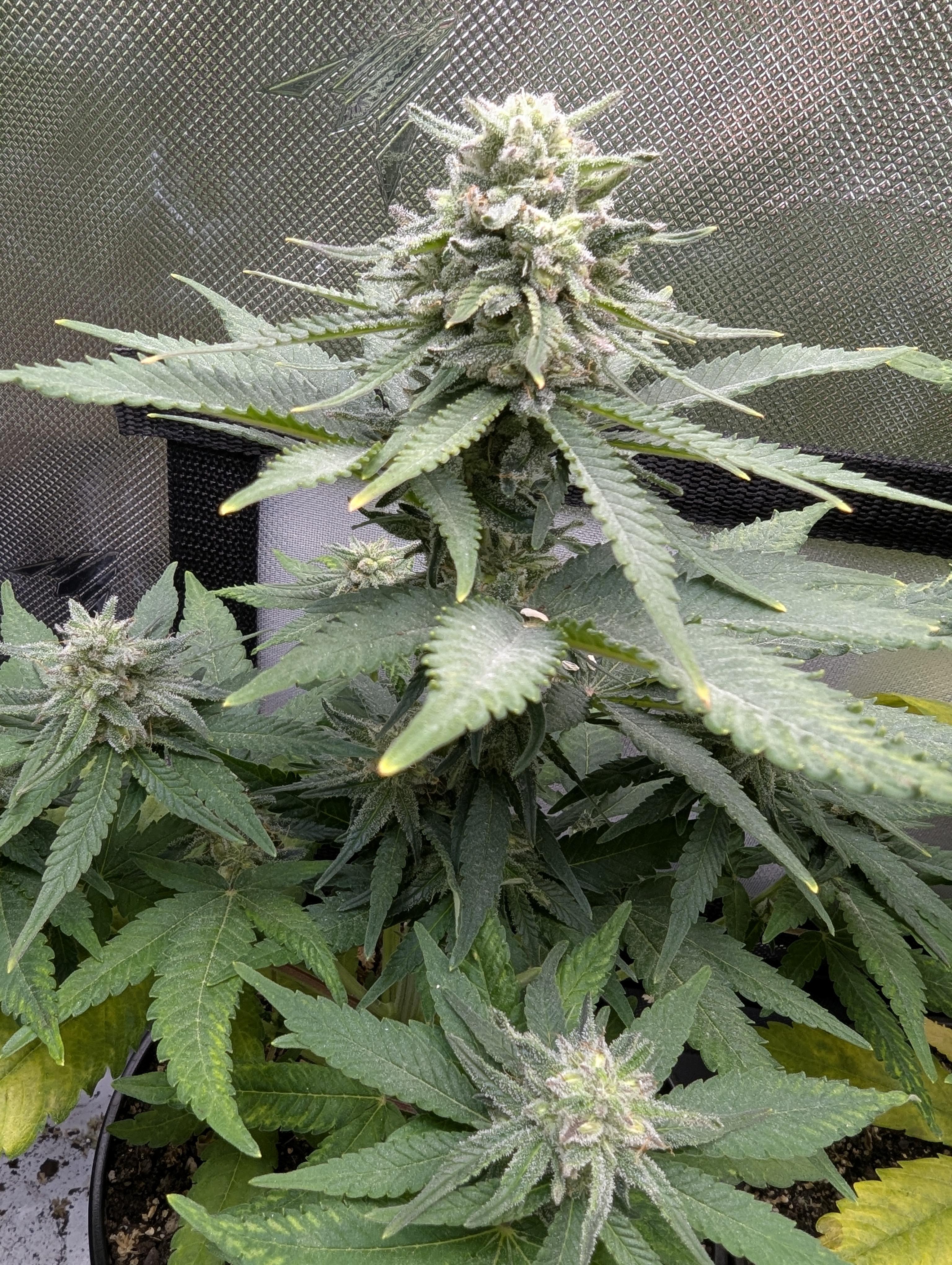 F4 s1