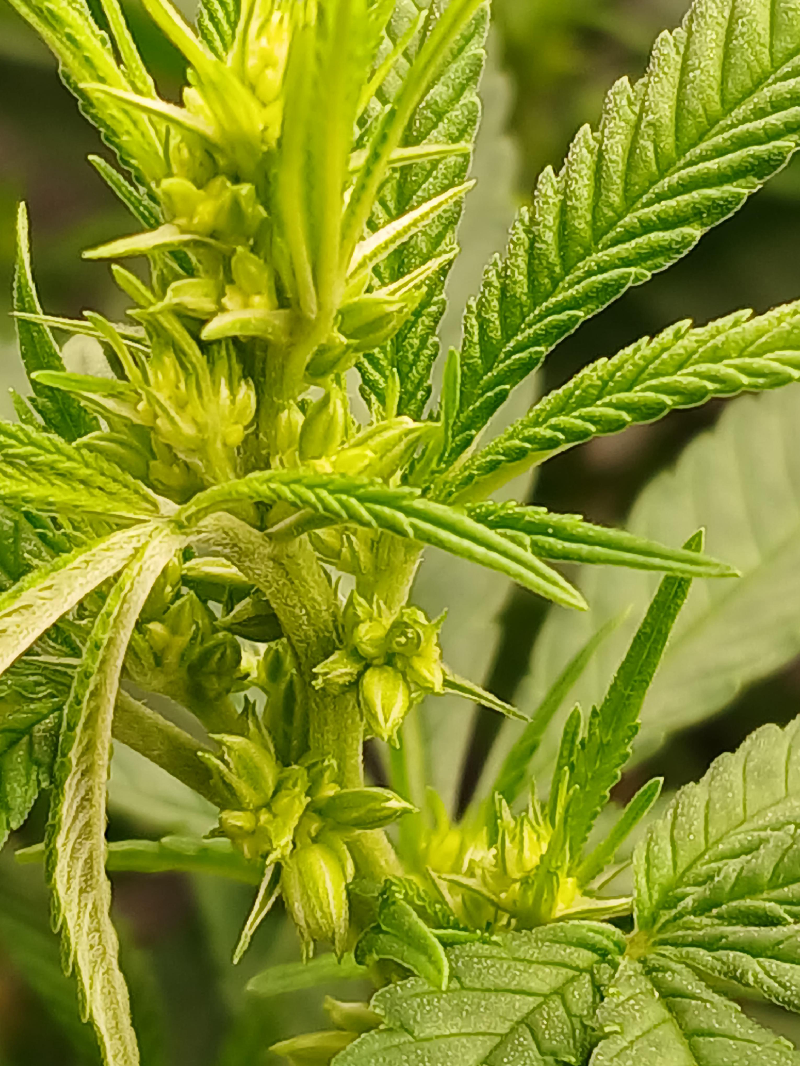 1st of 3 to show flower and herm in early flower only 1 of 3 made entire grow has this been a issue befor