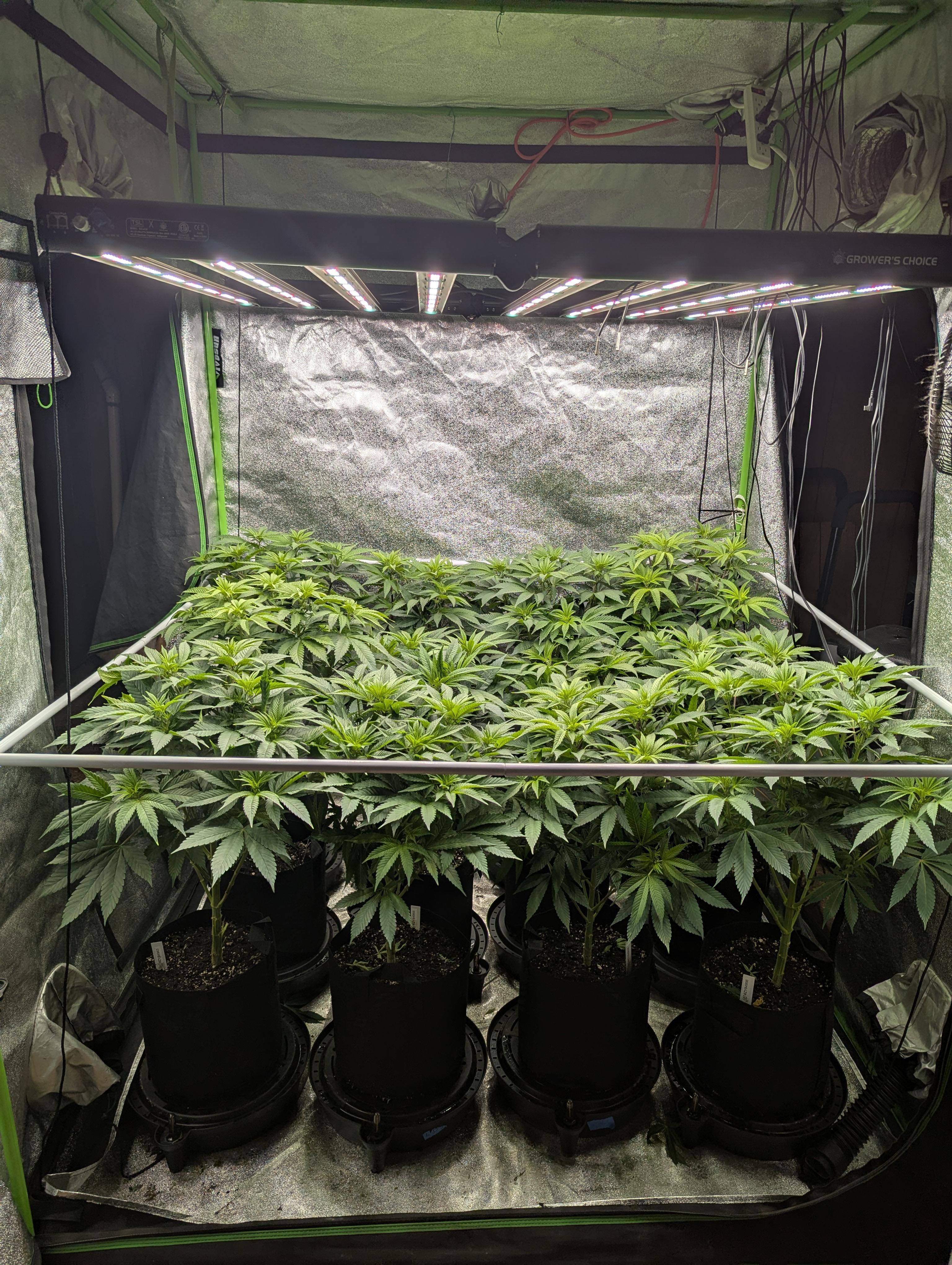 Last day of veg