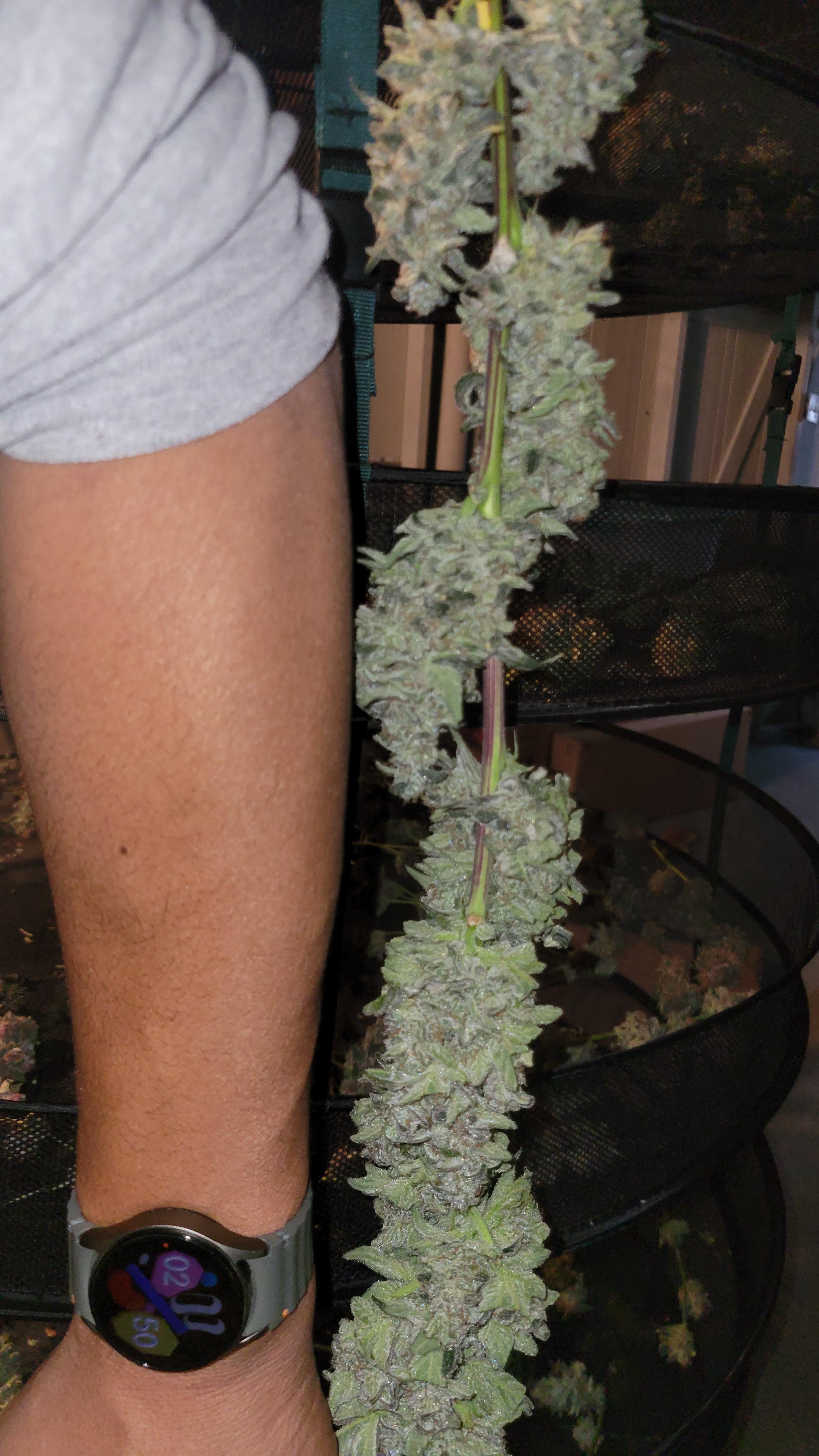 Afghan kush size of baseball bats lol