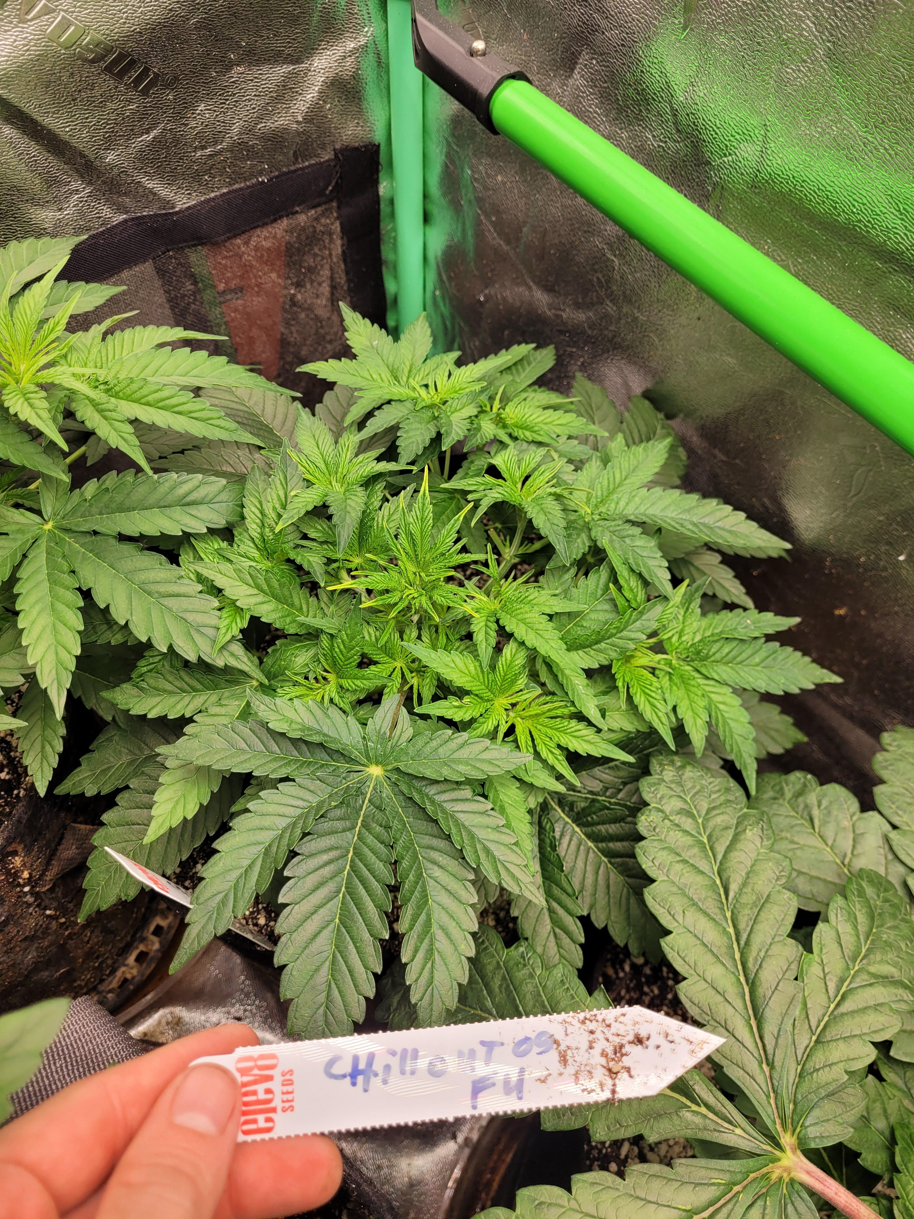 I'm liking what I'm seeing so far. I'm planning on moving them in to the big tent in a couple weeks.