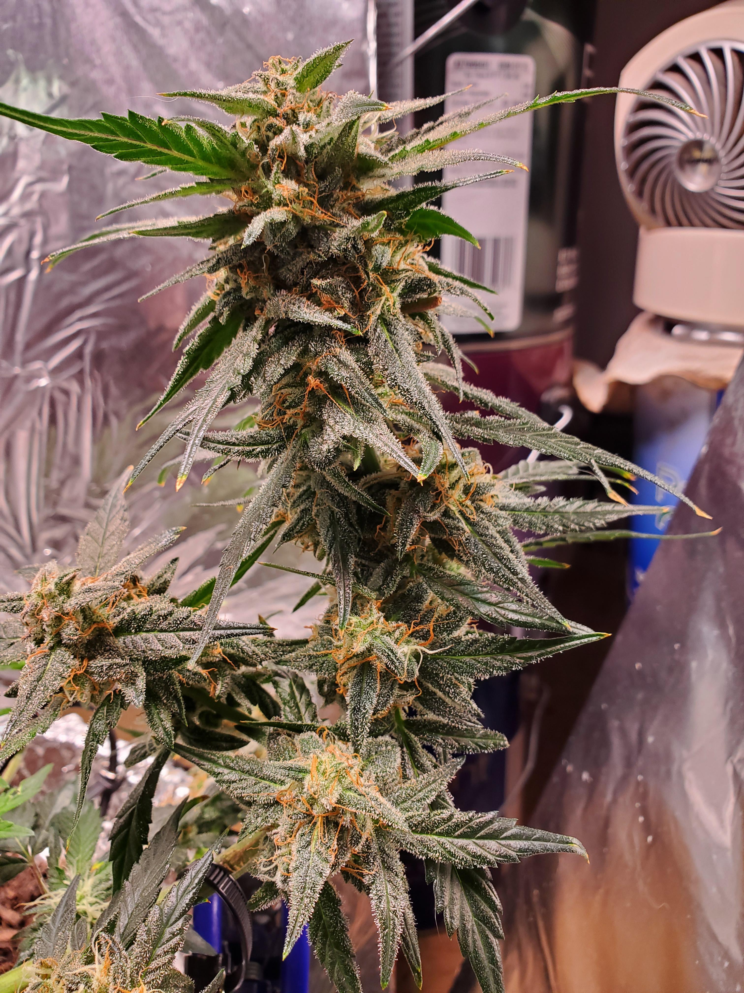 Week 4 of Flowering - 2